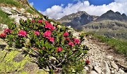 17 Rododendron ferrugineum (Rododendro rosso) con vista sul Piz Julier